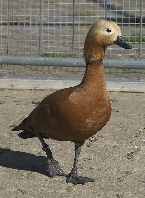 能够结合控