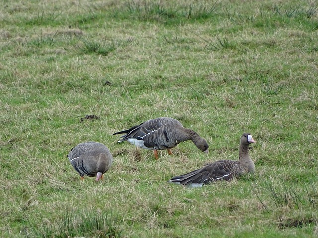 他們的進球 他們的進球
